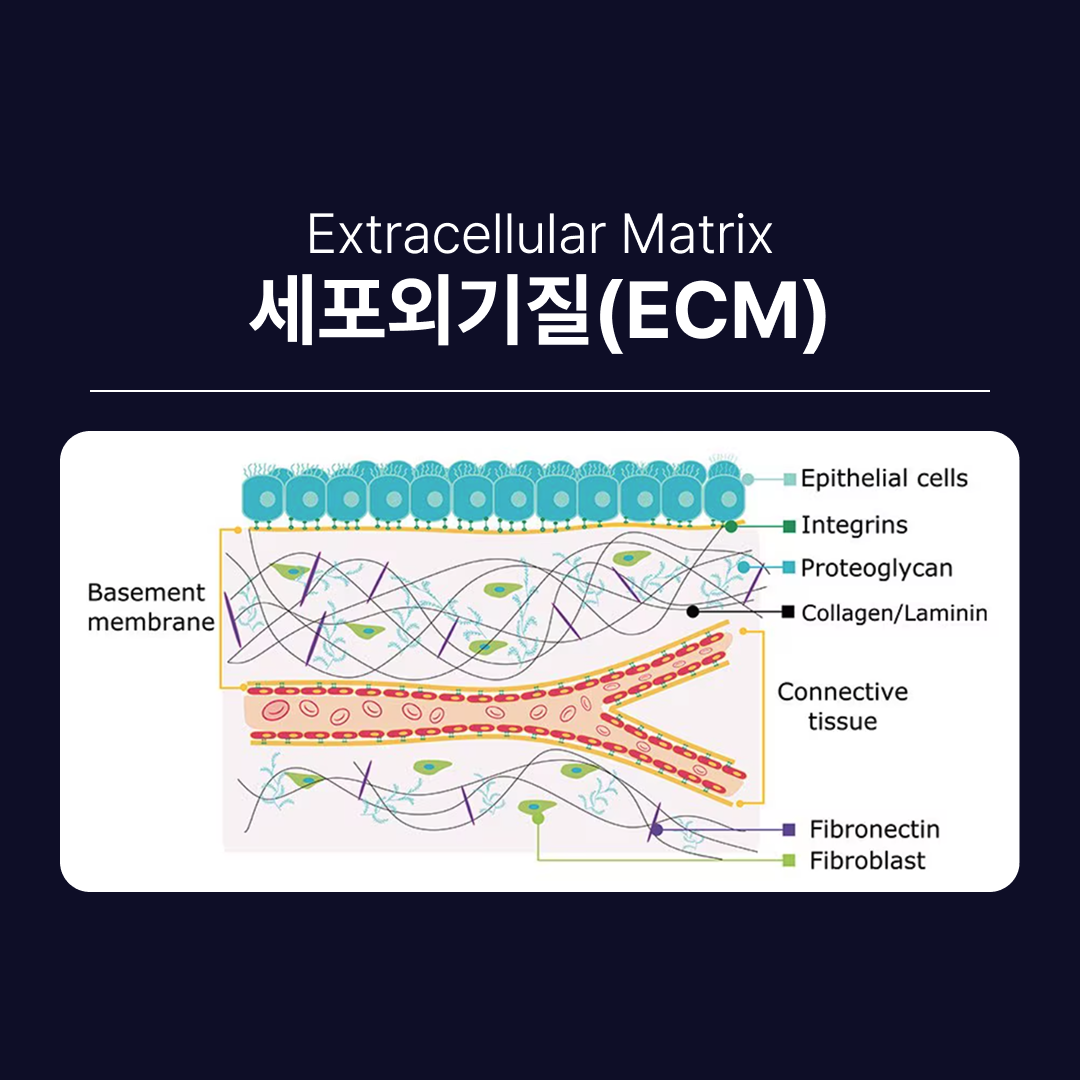 셀르디엠부작용 ECM 세포외기질 구조.png